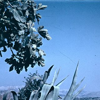 Dried leaves and agave plants under clear sky.