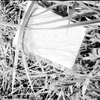 Frozen grass covered with intricate ice crystals.