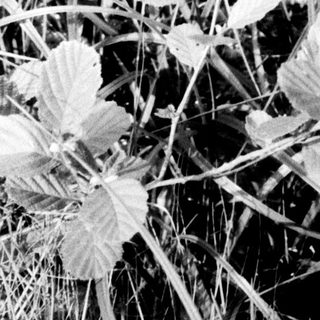 Tall grasses with delicate white wildflowers.