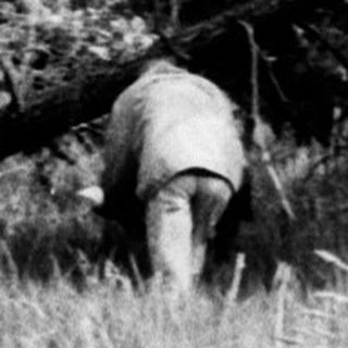 Sheep grazing in a grassy woodland area.