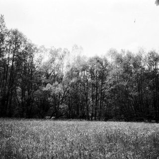 Dense forest bordering open grassy field.