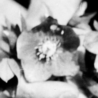 People carefully handling delicate flowers in soil.