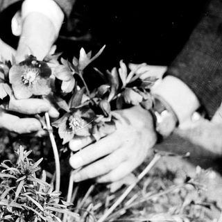 People carefully handling delicate flowers in soil.