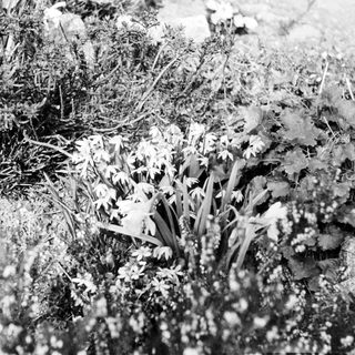 Frost-covered plants and grass in winter.