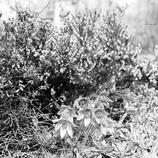 Wildflowers growing among dense shrubbery.