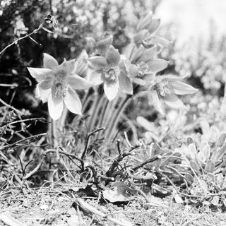 Delicate wildflowers blooming in natural terrain.