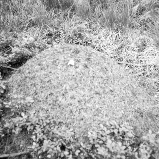 Mound of dirt or sand in grassy field.