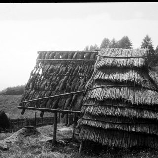 Traditional thatched-roof huts in rural setting.