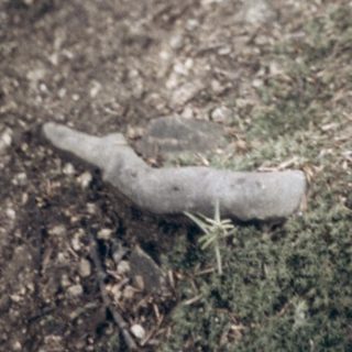 Blurry forest ground with scattered bones and wood.