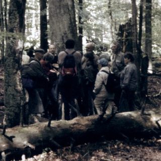Group hiking through dense forest.