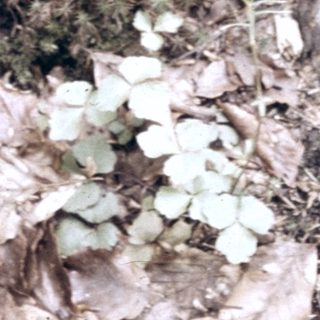 Dry forest floor with moss and fallen leaves.