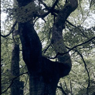 Moss-covered tree trunk in dense forest.