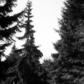 Tall evergreen trees in misty forest.