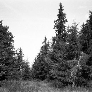 Tall evergreen trees in dense forest.
