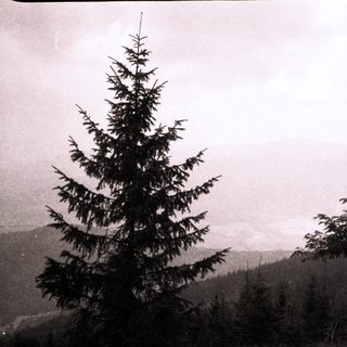 Misty mountain forest with tall evergreen trees.