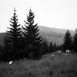 Group hiking in forested mountainous terrain.