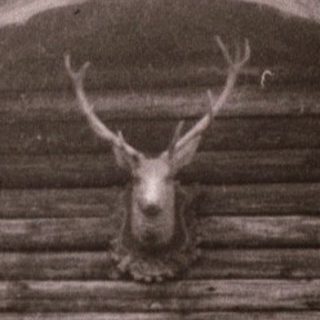 Rustic cabin with mounted deer head.