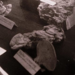 Museum display of fossilized marine specimens.