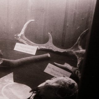 Museum display of preserved animal specimens and skulls.