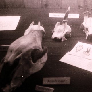 Animal skulls and skull labels in museum display.