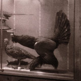 Taxidermied animals displayed in a glass case.