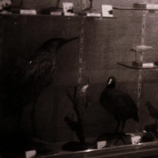 Taxidermied birds and aquatic animals in display cases.