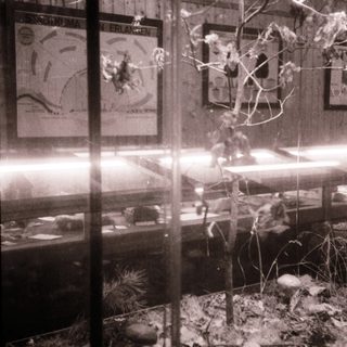 Vintage display case with preserved tree and vintage posters.