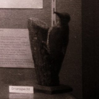 Taxidermied birds in display case with sound recognition labels.