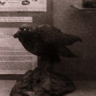 Taxidermied birds in museum display cases.