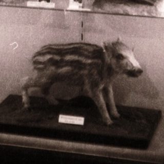 Taxidermied animals displayed in glass cases.