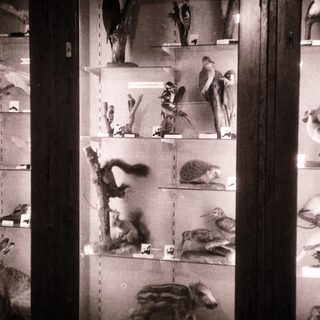 Taxidermied animals displayed in glass cases.