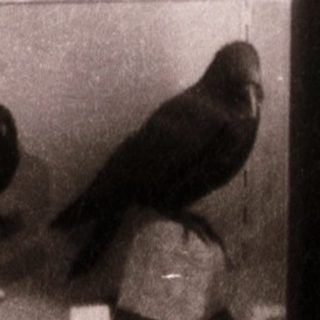Taxidermied birds displayed on shelves.
