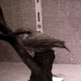 Artistic sculptures of bird and charred wood fragments.