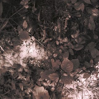 Dried leaves and twigs on forest floor.