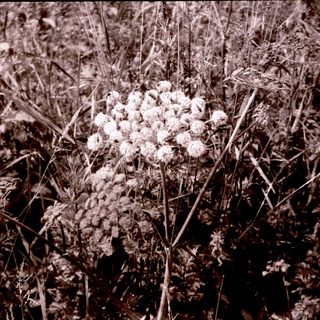 Dried yarrow flower cluster in wild grass.