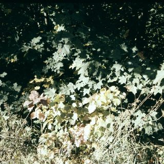 Autumn leaves scattered on wet ground.