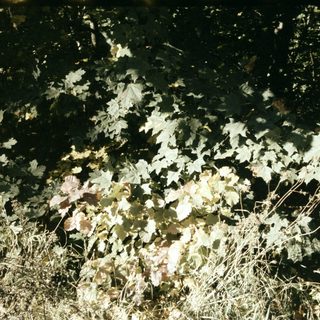 Dried leaves and grass with scattered white flowers.