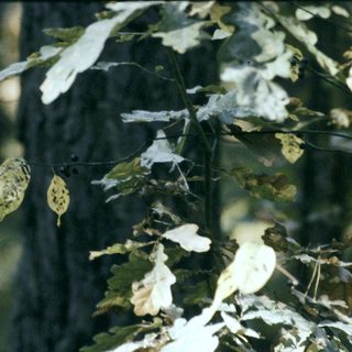 Fallen leaves and butterflies on tree branches.