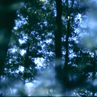 Sunlight filtering through misty forest trees.