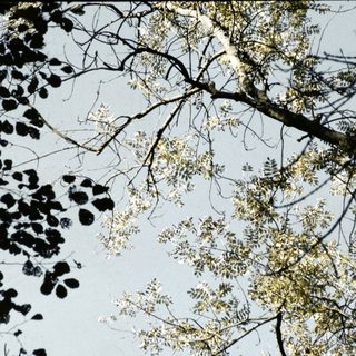 Deciduous tree branches with emerging spring leaves.