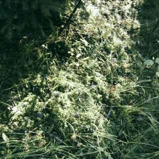 Moss-covered ground with sunlight filtering through.
