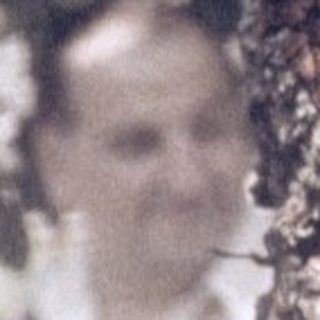 Peeling tree bark with blurred figures in forest.