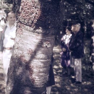 Peeling tree bark with blurred figures in forest.