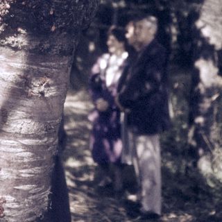 Peeling tree bark with blurred figures in forest.