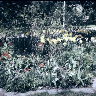 Colorful garden with blooming flowers and greenery.