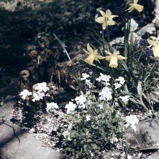 Vibrant flowers in stone planter with greenery.