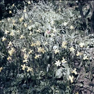 Vibrant yellow daffodils in lush garden bed.