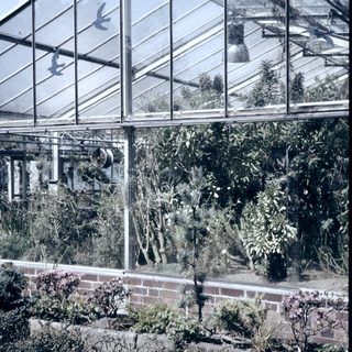 Glass greenhouse filled with lush plants.