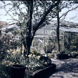 Vintage greenhouse with blooming flowers and lush greenery.