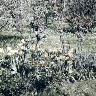 Blooming tulips in a garden with trees.